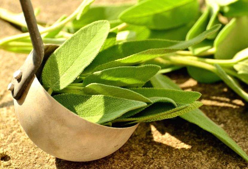 First phase of study of herbal Covid cure in Andhra completed - Vimarsana News