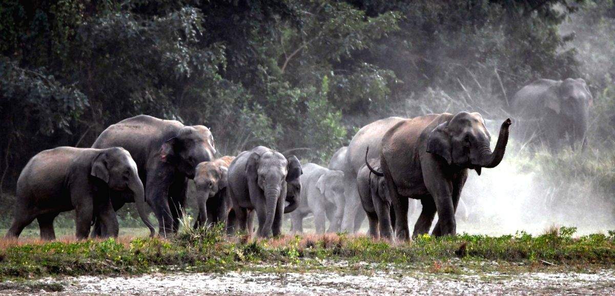 TN Forest Department for synchronised wild elephant census - Vimarsana News