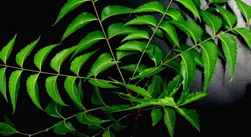 Neem component can help fight cancer: BHU - Vimarsana News