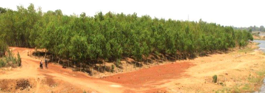 UP to plant 175 crore saplings in 5 years - Vimarsana News