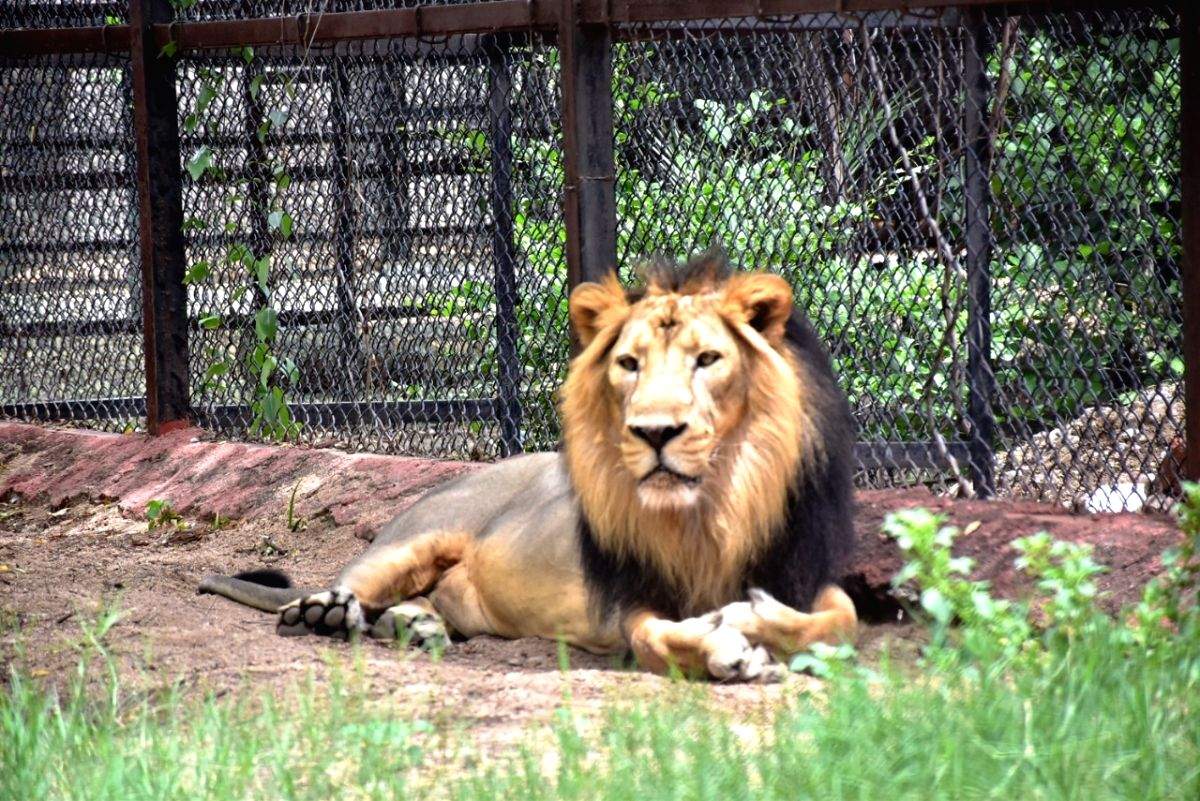 Upasana adopts pair of Asiatic lions at Hyderabad Zoo - Vimarsana News