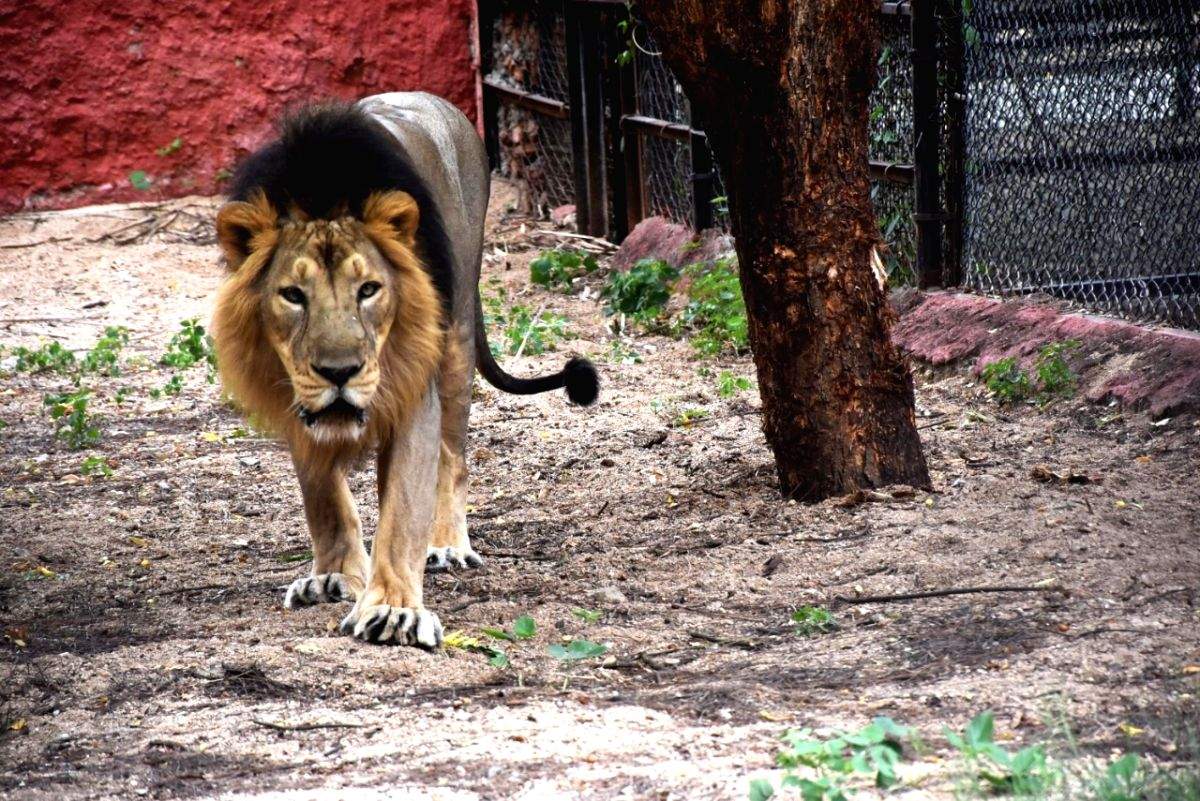 Two Asiatic lions fall ill at Etawah Safari Park - Vimarsana News