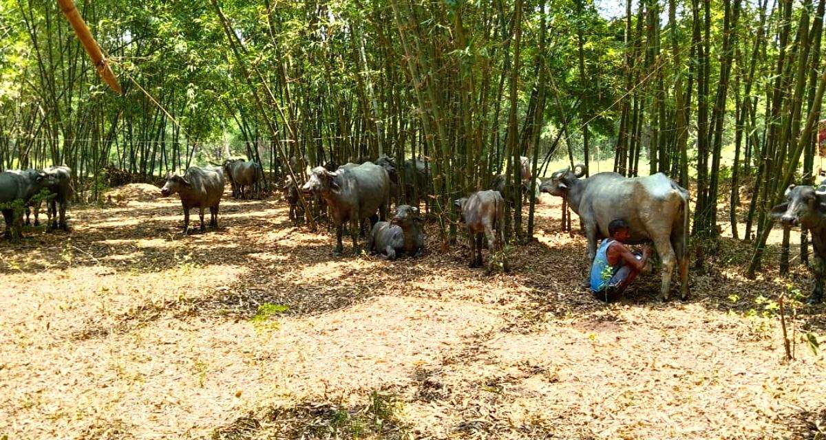 Viral infections, expensive fodder make poultry, cattle farming unsustainable in Bihar's Supaul - Vimarsana News