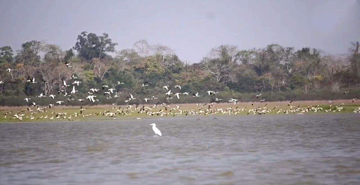 Water birds declined by 28% in Kaziranga National Park in one year - Vimarsana News