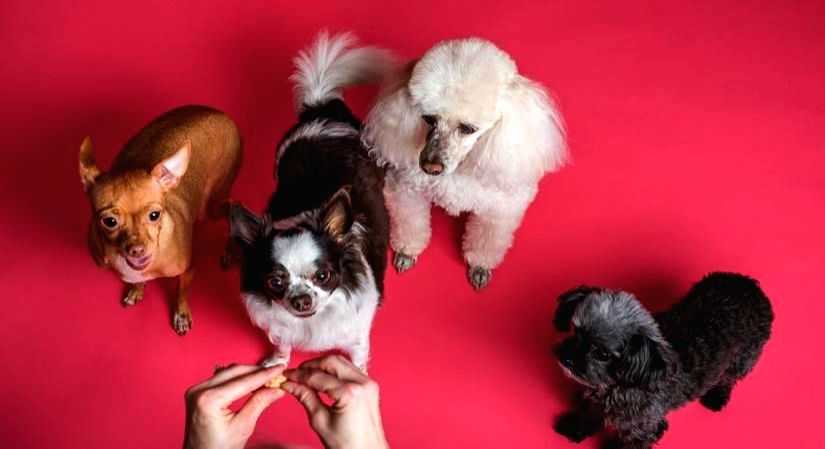 Ways to celebrate an inclusive animal-friendly Diwali - Vimarsana News