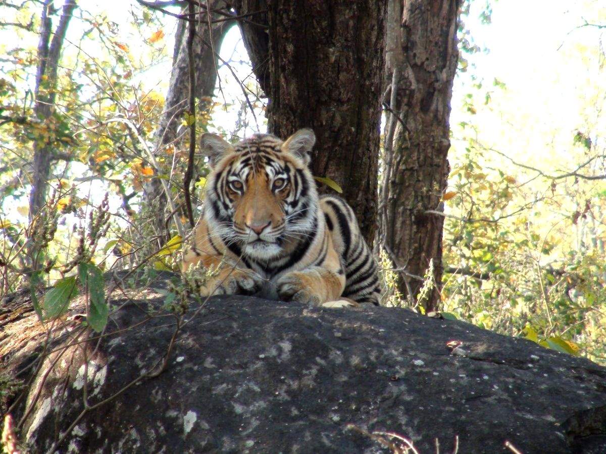 Why Mysuru is the right choice for tiger mega event(IANS Explainer) - Vimarsana News