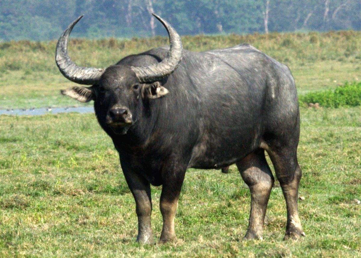 Wild buffalo shot dead after it killed two people in Assam - Vimarsana News