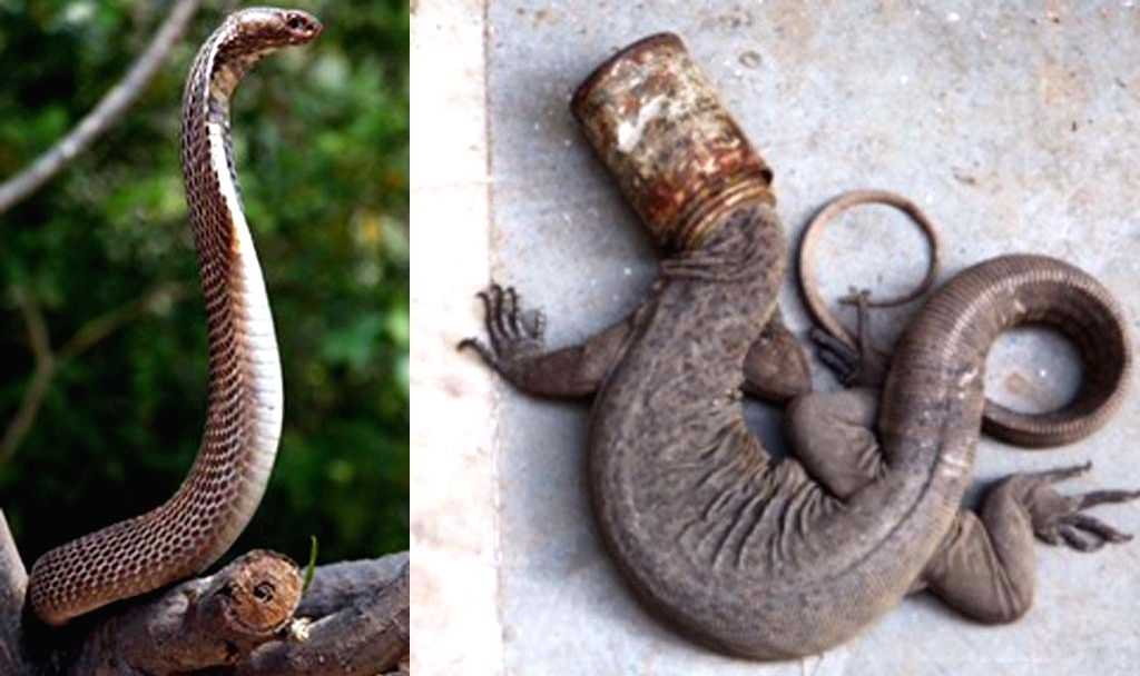Wildlife SOS carries out double reptile rescue in Agra-Mathura - Vimarsana News