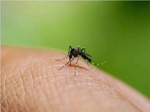UP on alert over rising dengue cases - Vimarsana News
