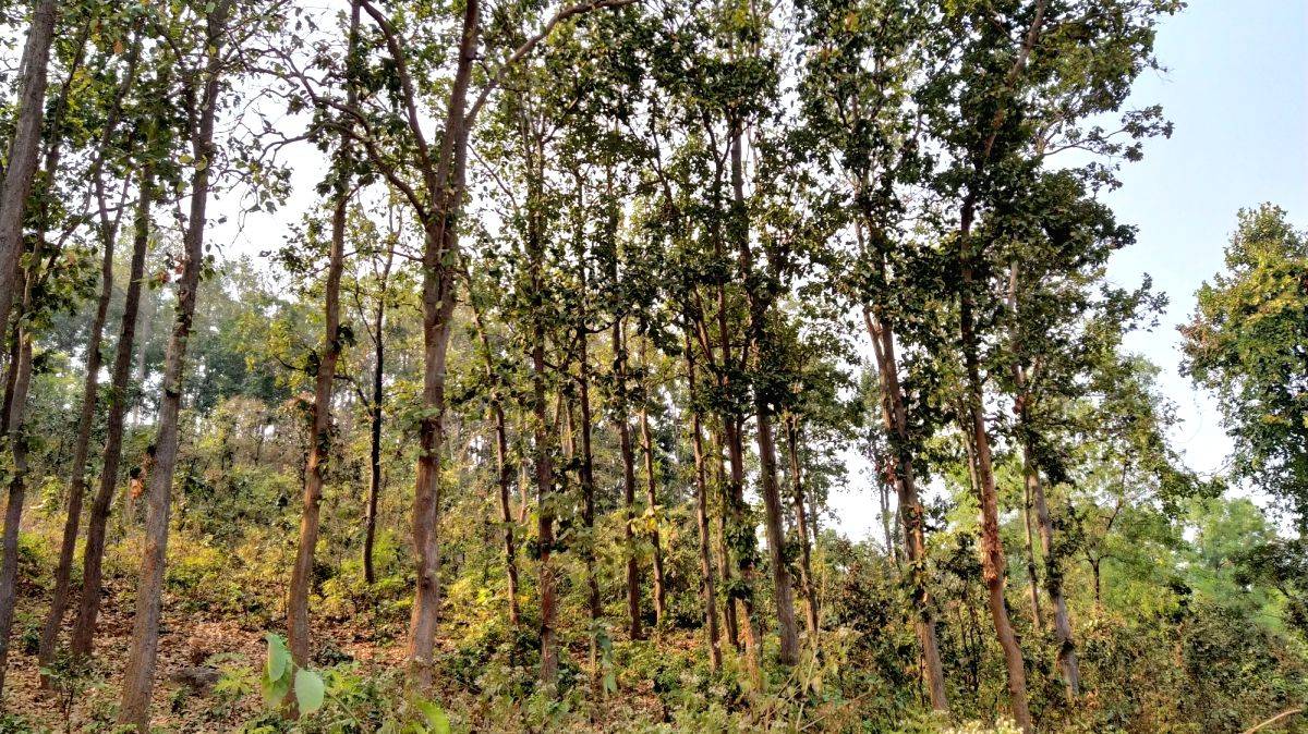 Over 62K ha forest land diverted, 19.5 lakh trees felled for Odisha projects - Vimarsana News