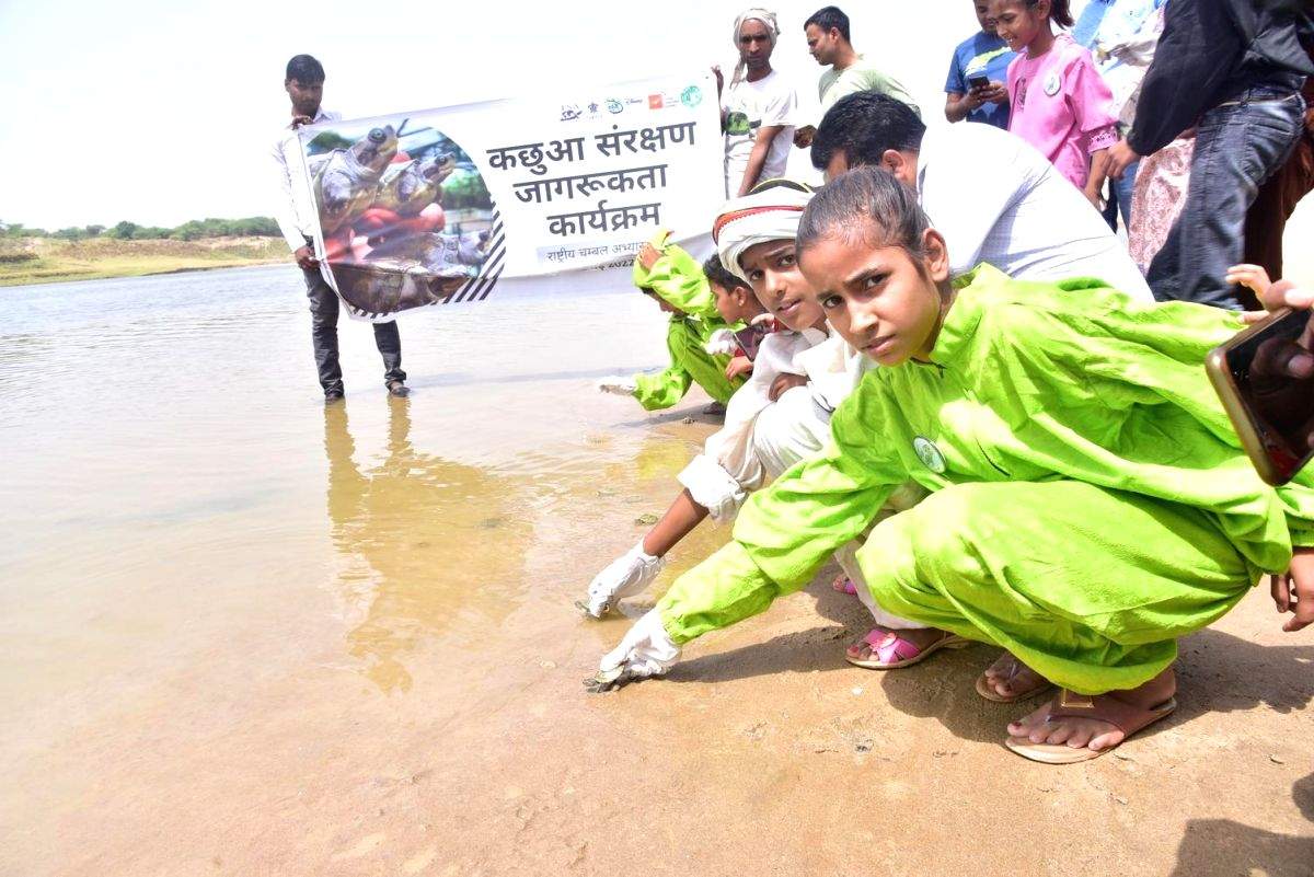 World Turtle Day: Hundreds of hatchlings released in Chambal - Vimarsana News