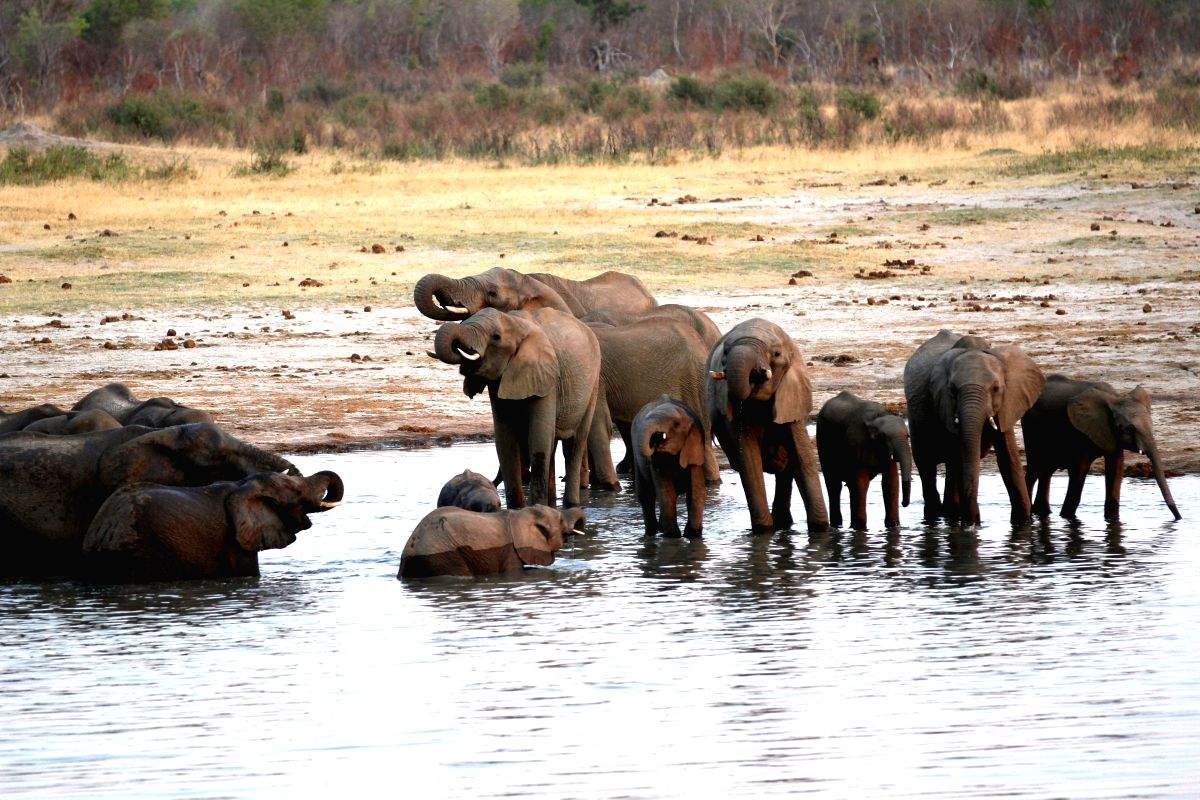 Zimbabwe relocates 100 elephants due to drought - Vimarsana News