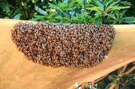 Two children killed in bee attack in UP, grandmother seriously injured - Vimarsana News