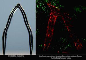 3D ice printing can create artificial blood vessels in engineered tissue - Vimarsana News