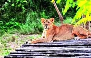4 lion cubs born in Etawah Lion safari - Vimarsana News