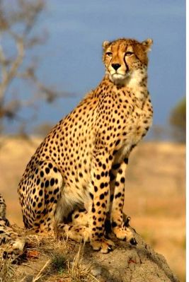 No reasons to disbelieve Centre, says SC on Project Cheetah - Vimarsana News