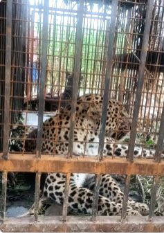 Sixth leopard caught in Tirumala, authorities mulling to build permanent fence to protect pilgrims - Vimarsana News