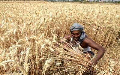 263 lakh ton of subsidised fertilisers provided to Punjab farmers in last 6 years: Govt data - Vimarsana News