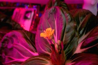 NASA astronaut successfully harvests 2 plants in space - Vimarsana News