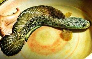 Assam: Forest Dept seizes 500 rare fish valued at Rs 4.5cr - Vimarsana News