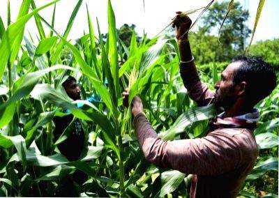 With rising population and soaring temperature, industry invests in R&D practices in agriculture - Vimarsana News