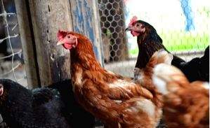 Bird flu outbreak reported at Bulgarian farm - Vimarsana News