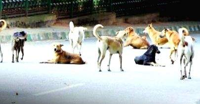 After simian, Taj city hit by canine nuisance - Vimarsana News