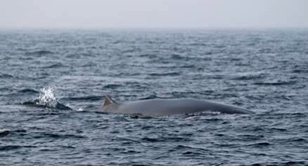 Bangladesh declares marine protected area spanning 1,743 sq km - Vimarsana News