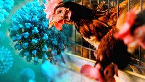Know why human cases of H5N1 in US & Australia are cause of concern - Vimarsana News