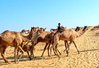 Allahabad HC asks Meerut cops to release camels to owner - Vimarsana News