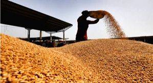 Centre fixes 320 lakh tonnes wheat procurement target, 6 lakh tonnes for millets - Vimarsana News
