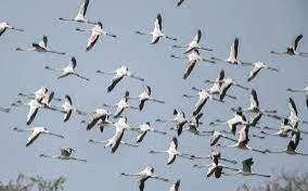 Fewer migratory birds this year at Ramsar site Soor Sarovar in Agra - Vimarsana News