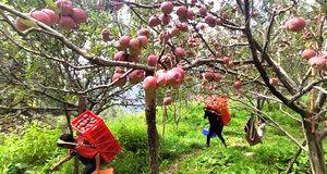 Climate change upsets the apple cart of orchardists in Himachal Pradesh - Vimarsana News
