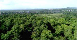 Coal PSUs enhance green cover with 235 lakh trees across 10,784 hectares - Vimarsana News
