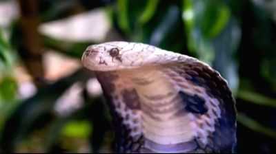 Indian, US researchers develop universal anti-venom for lethal snake toxins - Vimarsana News