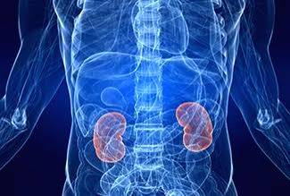 Why males are more vulnerable to kidney disease than females? - Vimarsana News