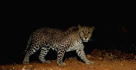 Leopard continues to prowl in Lucknow, injures 7 in attack - Vimarsana News