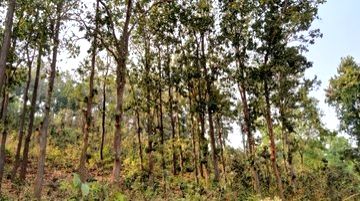 Indigenous communities of Jharkhand have long defended their native forests from exploitation - Vimarsana News