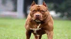 Woman mauled to death in London home by her registered XL bullies - Vimarsana News
