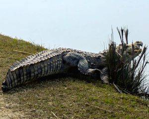 Eight-foot-long crocodile rescued in Firozabad - Vimarsana News