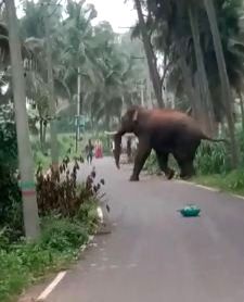 Man trampled to death by wild elephant in Assam - Vimarsana News