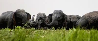 K'taka: 'Elephant numbers in state up by 350', says minister - Vimarsana News