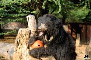 Elvis the bear celebrates 9 yrs of freedom from cruel captivity - Vimarsana News