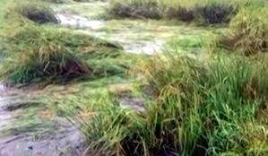 Puducherry farmers seek Lt Governor's intervention for long pending claims - Vimarsana News