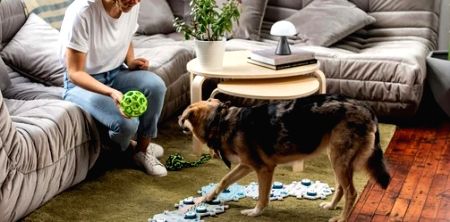 FluentPet Connect lets pets tell what they need, wherever owners are - Vimarsana News
