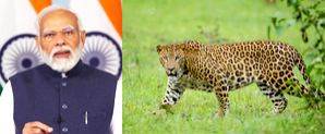 'Great News!', PM Modi hails rise in country's leopard population - Vimarsana News