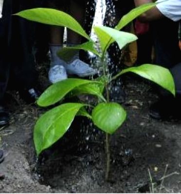 One lakh saplings to be planted in Himalayas on single day - Vimarsana News