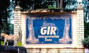 Gujarat govt allocates Rs 277cr for lion conservation in Gir region - Vimarsana News