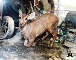 Hog deer rescued after being attacked by dogs in Mathura - Vimarsana News