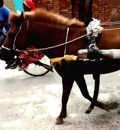 Over a dozen people in Bihar's Bagaha bitten by 'mad horse' - Vimarsana News